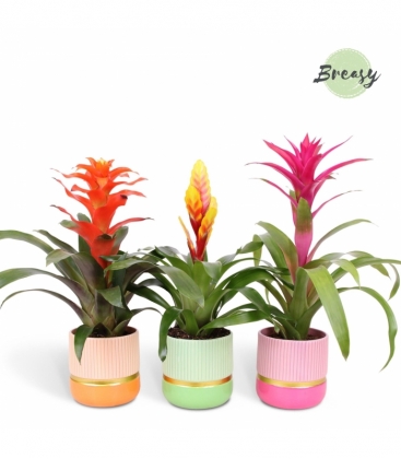 Bromelia