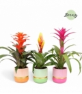 Bromelia