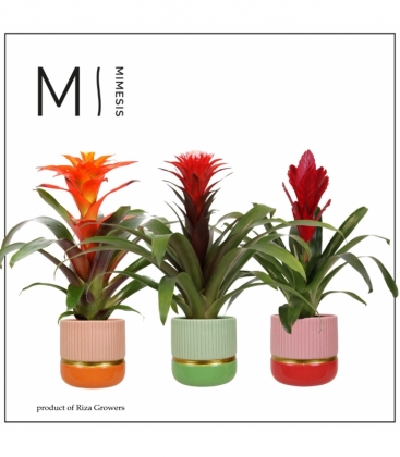 Bromelia