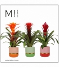 Bromelia