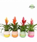 Vriesea