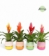 Vriesea