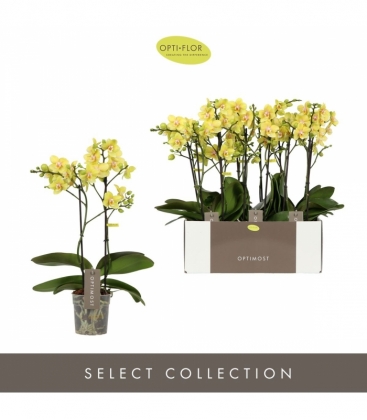 Phalaenopsis