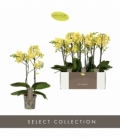 Phalaenopsis