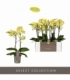 Phalaenopsis
