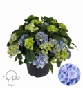 Hydrangea
