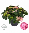 Hydrangea