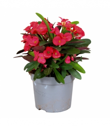 Euphorbia