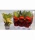 Croton