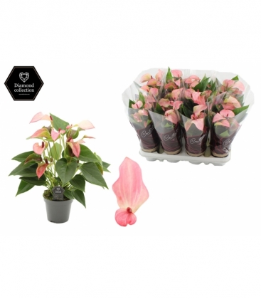 Anthurium