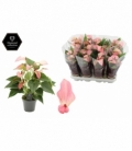 Anthurium