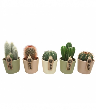 Cactus