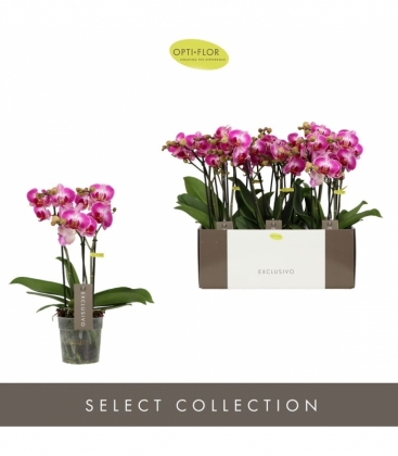Phalaenopsis