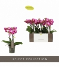 Phalaenopsis