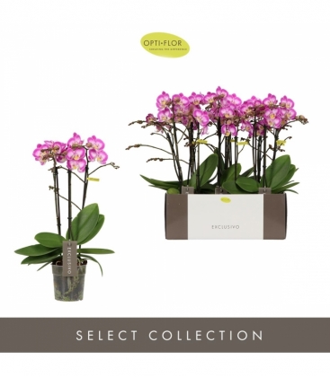 Phalaenopsis