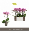 Phalaenopsis