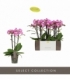 Phalaenopsis