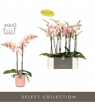 Phalaenopsis