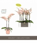 Phalaenopsis