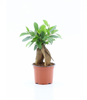 Ficus