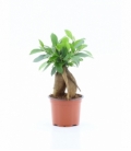 Ficus