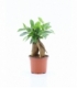 Ficus