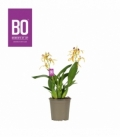 Encyclia