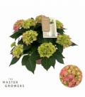 Hydrangea