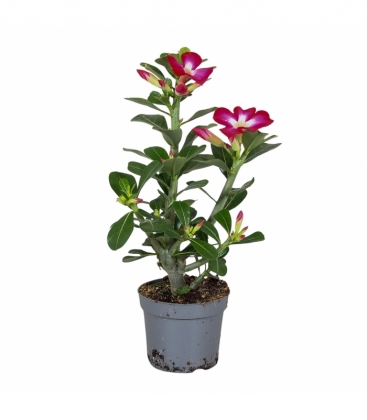 Adenium
