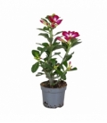 Adenium