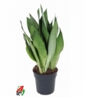 Sansevieria