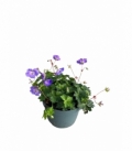 Geranium