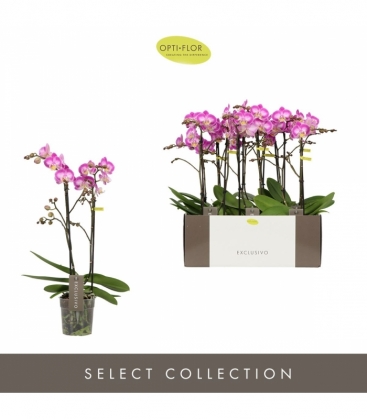 Phalaenopsis