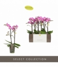 Phalaenopsis