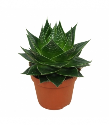 Aloe