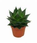 Aloe