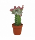 Euphorbia