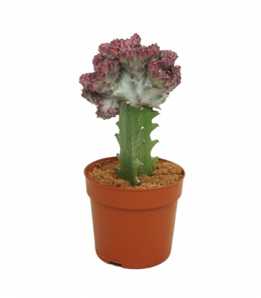 Euphorbia