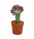 Euphorbia