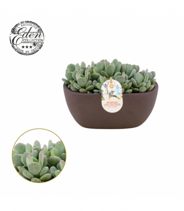 Echeveria