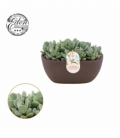 Echeveria