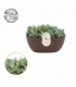 Echeveria