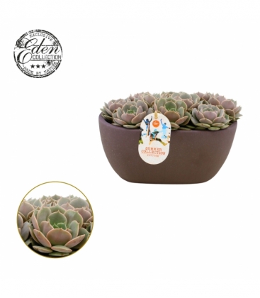 Echeveria