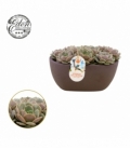 Echeveria