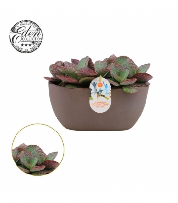 Kalanchoe