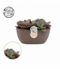 Kalanchoe