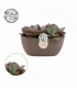 Kalanchoe
