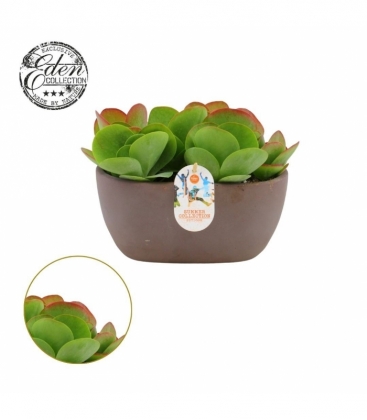 Kalanchoe