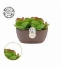 Kalanchoe