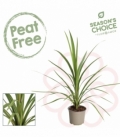 Cordyline